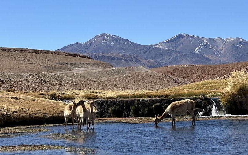 A lagoon in the Altiplano, Chile